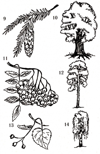 Классный час «Лесные великаны», 3 класс