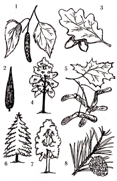 Классный час «Лесные великаны», 3 класс