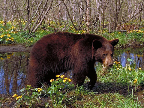 Классный час во 2 классе по теме Природа