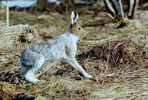 Классный час во 2 классе по теме Природа