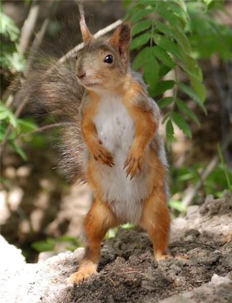 Классный час во 2 классе по теме Природа