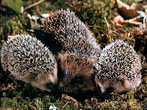 Классный час во 2 классе по теме Природа