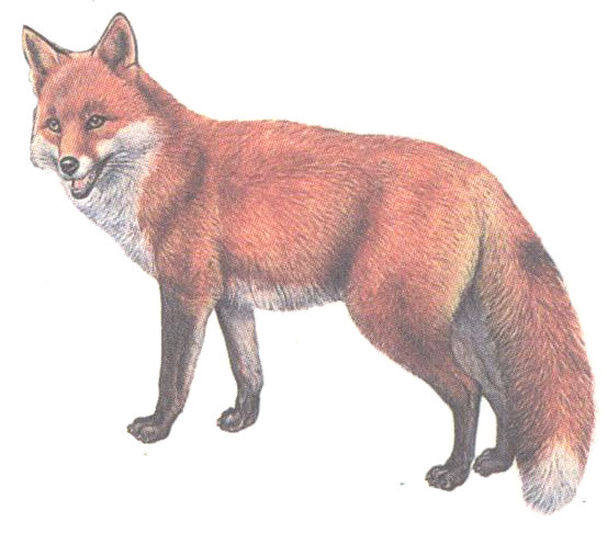 Конспект коррекционного занятия для 2 класса по теме: «Качества мышления»