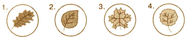 Конспект урока по окружающему миру, 1 класс. Что такое хвоинки? Школа России