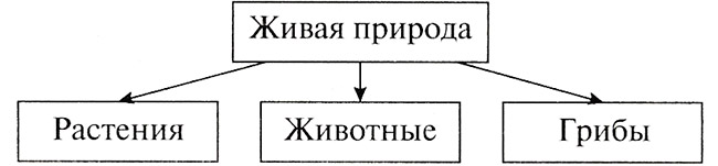 Конспект урока по окружающему миру, 2 класс. Грибы. УМК «Перспектива»