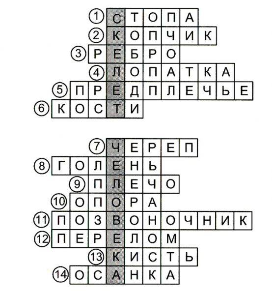 Конспект урока по окружающему миру, 3 класс. Опора тела и движение. Плешаков