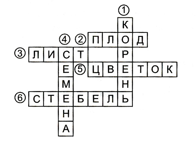 Конспект урока по окружающему миру, 3 класс. Размножение и развитие растений