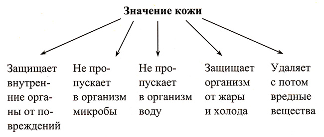 Конспект урока по окружающему миру «Кожа. Строение и свойства кожи», 3 класс